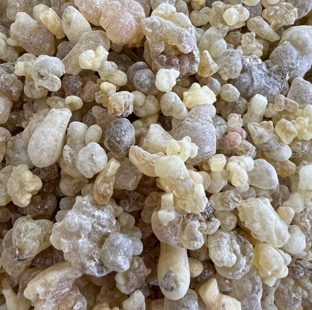 boswellia p