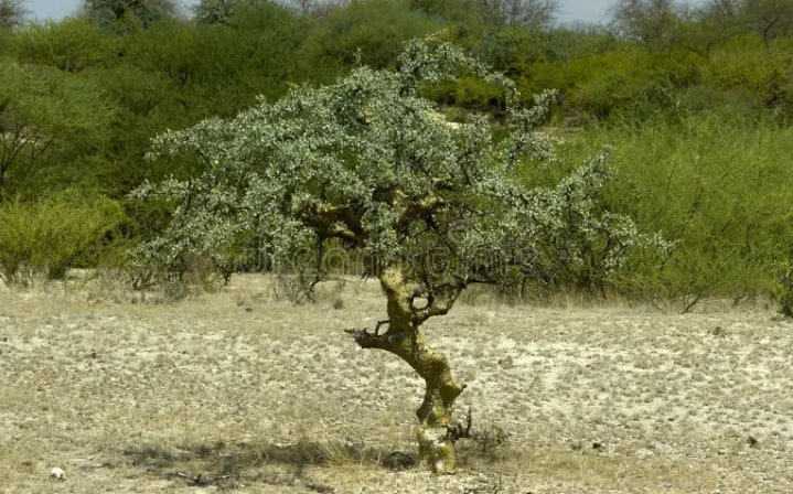 myrrh plant