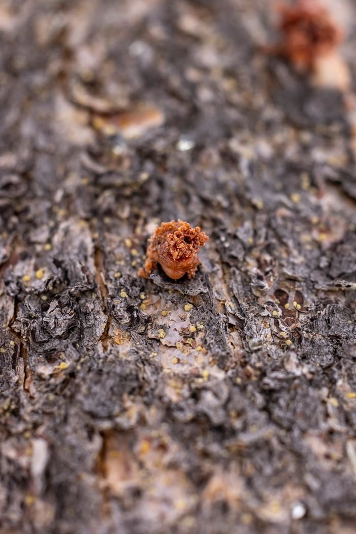 Detailed macro photograph of tree bark featuring a small resin deposit, captured in natural light.